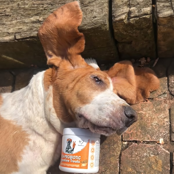 A close-up shot of a Basset Hound resting its chin on a jar of digestive treats, emphasizing a peaceful and relatable home moment.